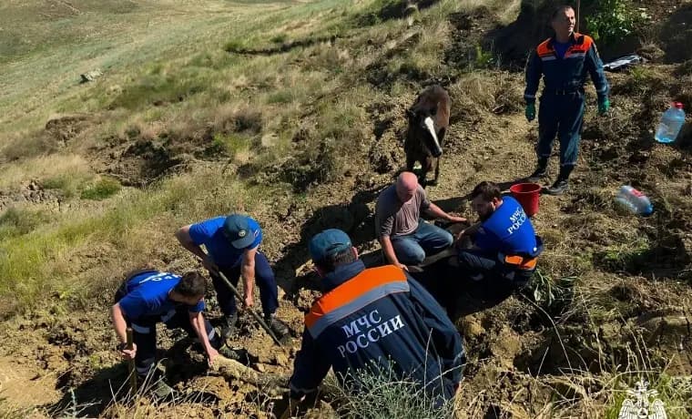 Сотрудники МЧС спасли лошадь, застрявшую в грязи на окраине Грозного